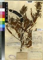 Image result for Acacia goetzei
