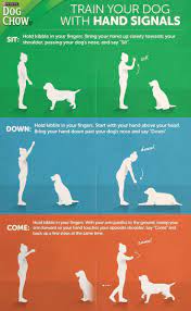 9 secrets to training a pitbull make training a pitbull quick and easy