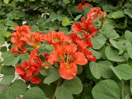 Image result for Bauhinia galpinii