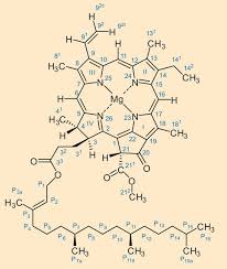 Chlorophyll absorbs most strongly in the blue and to a lesser extent red portions of the electromagnetic spectrum. Chlorophyll Klaproth 2016 Chemie In Unserer Zeit Wiley Online Library