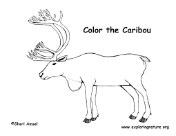 36+ caribou coloring pages for printing and coloring. Caribou Caribou Coloring Pages Coloring Pictures
