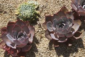 Marcel Muñoz R. photos, images, assets