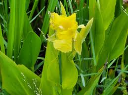 Image result for Canna sp. (cf. flaccida)
