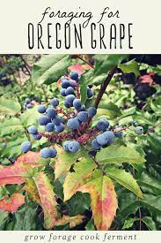 Mahonia aquifolium tall oregon grape. Foraging For Oregon Grape
