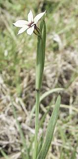 Image result for Sisyrinchium micranthum