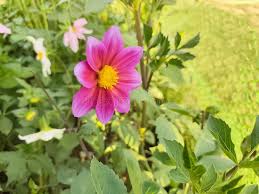 Image result for Dahlia x pinnata `Redskin`