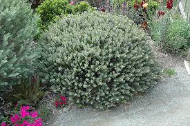 Image result for shrubby veronica hebe