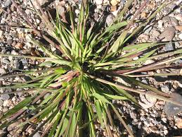 Image result for Digitaria eylesii