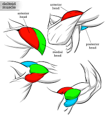 Deltoid Muscle 3 Heads Reference By Robertmarzullo On Deviantart Deltoids Anatomy Reference Anatomy Drawing