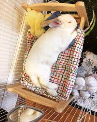 When it comes to rabbit bedding, there are a lot of really great options as well as a few really bad ones. Pin On Cute