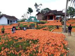 Selpi grupi boleh, tapi jangan sampai merusak ya, kasian yang punya sama yang belakangan dateng, tulis. Kebun Bunga Amarilis Dibuka Dengan Protokol Kesehatan Star Jogja Fm