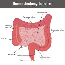 The Beginners Guide To Sibo Antibiotics And Diet