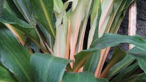 Image result for Chlorophytum Amaniense