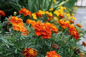 Marigolds also have been shown to repel insects, rabbits and other animals that can menace your garden, so many people plant them next to plants that attract these pests. Marigold Companion Planting Organic Gardening Site