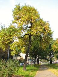 60 gatunków drzew i krzewów pochodzących z obszarów umiarkowanego klimatu półkuli północnej. Jesion Pensylwanski Fraxinus Pennsylvanica Ang Green Ash