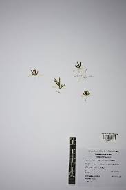 Image result for Hymenophyllum capillare