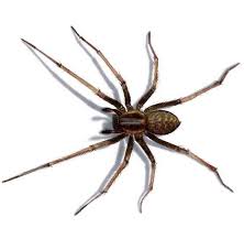 Image result for große winkelspinne biss haut reaktion