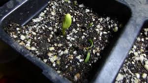 Check spelling or type a new query. Watermelon Update Seed Germination In 7 Days 4 Feb 2018 Youtube