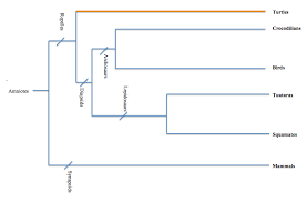 loggerhead sea turtle classification