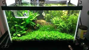 However, in their natural state, they are solitary creatures. The Benefits And Basics Of Setting Up A Naturally Planted Tank For Betta Fish Bettasmart