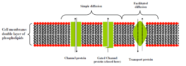 Depending on the membrane's location and role in the body, lipids can make up anywhere from 20 to 80 percent of the. The Cell Membrane Consists Of A Lipid Bilayer In Which Different Download Scientific Diagram