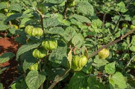 Image result for Physalis peruviana