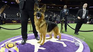 The official account of the westminster kennel club dog show. Top 5 Fun Facts About The Westminster Kennel Club Best In Show Winner Abc News