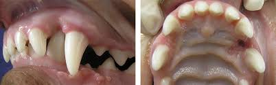Check spelling or type a new query. Common Dental Cases Veterinary Dental Services Dental Vets