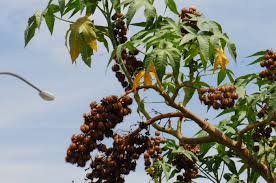 Image result for Ricinus