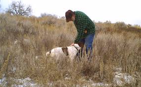 「"leave a reply"+"name"+"31"+"+"+"=" springer spaniel」的圖片搜尋結果