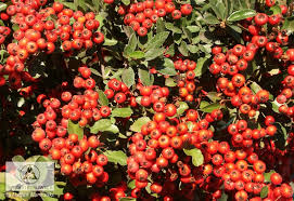 Image result for Pyracantha coccinea red column