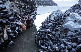 Image result for Paralytic Shellfish Poisoning