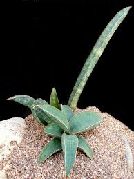 Image result for Sansevieria hallii