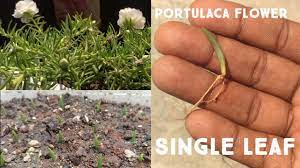 Portulaca plant with moss rose plant grafting flower hybrid mixed colour plants new ideas. Portulaca Plant With Moss Rose Plant Grafting Flower Hybrid Mixed Colour Green Gardening Youtube