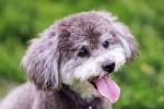 Schnauzer Poodle Mix - The Schnoodle - Dog Breed Answers