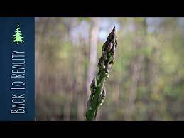 Planting asparagus and strawberries together. Companion Planting Asparagus And Strawberries No Till Ruth Stout Youtube