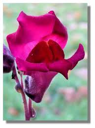 Snapdragon Flower Tattoo Antirrhinum Are Also Known As Snapdragon Flowers Flowers Snapdragons