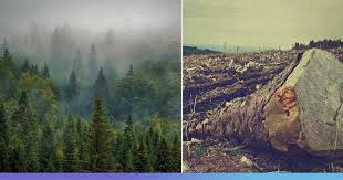 You have been driving to a new job. India Lost 1 20 000 Hectares Forests In Last Five Years Kerala Karnakata Witnessed Alarming Decline