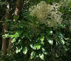 Image result for Araliaceae