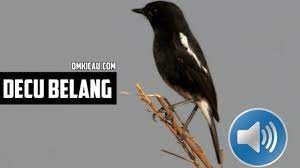 Download mp3 decu kembang gacor gratis, ada 20 daftar lagu decu kembang gacor yang bisa anda download. Perawatan Burung Decu Bakalan Plus Suara Kicauannya Untuk Memancing Bunyi Om Kicau