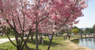 Pin On Trees