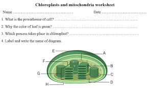 Mitochondria (singular = mitochondrion) are often called the powerhouses or energy factories of a cell because they are responsible for making adenosine like mitochondria, chloroplasts also have their own dna and ribosomes. Chloroplasts Worksheet Pdf Download