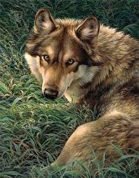 wolf zeichnung wolf hunde wolf zeichnung grauer wolf