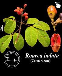 Image result for Rourea