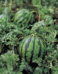 Tembikai kawin=tiada biji(warna merah) tembikai biasa=ada biji(warnah merah) tembikai kuning=ada biji(warnah kuning) tembikai. 11 Langkah Menanam Buah Tembikai Peladang Muda Johor Facebook