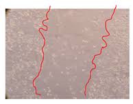 Image result for Julbernardia paniculata