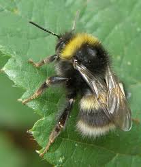 They frequently colonize attics and cars, and have a painful sting. Bombus Lucorum Honey Bee Swarm Bee Bumble Bee