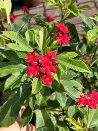 Image result for Jatropha scaposa
