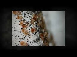 In most cases, you will have to repeat the process two to three times a month to achieve the best results. The Bed Bug Fogger Truth Youtube