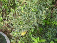 Image result for Stathmostelma pauciflorum